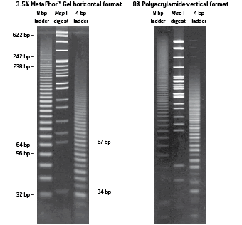 MetaPhor™ アガロースにおけるDNAラダーの分解
