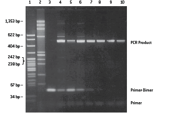 NuSieve™ 3:1 アガロース上のPCR産物