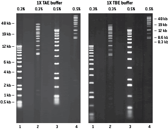 SeaKem® GoldアガロースにおけるDNA ≤ 50 kbの分離能