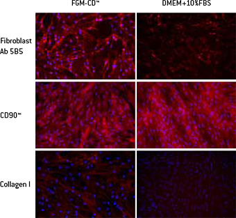 Collagen Production by NHDF-Ad grown in FGM-CD™
