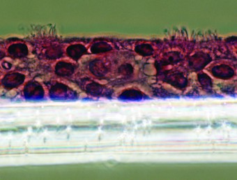 NHB cross section of cells grown on membrane day 26 post air