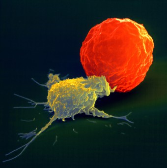 NK_Cell_PRinc_Scaled