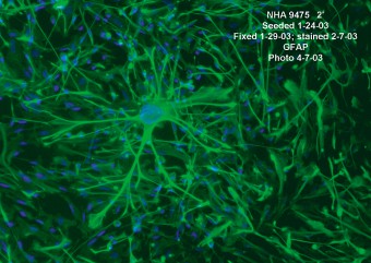 Neural_NHA_data