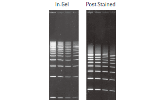 GelStar® Stain