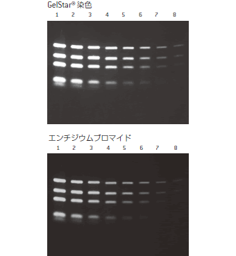 GelStar® 染色 vs. エチジウムブロマイド