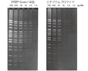 SYBR® Green I 染色もしくはエチジウムブロマイド によるDNA染色