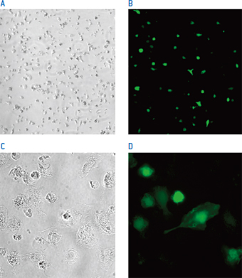 マウスのマクロファージへのpmaxGFP™ベクターのNucleofection™