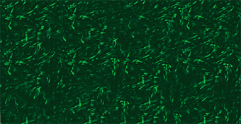 初代マウス胎性線維芽細胞 (MEF) へのNucleofection™による導入例