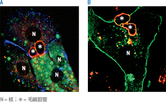 Nucleofection™により遺伝子導入された肝細胞は形態および極性を維 持している