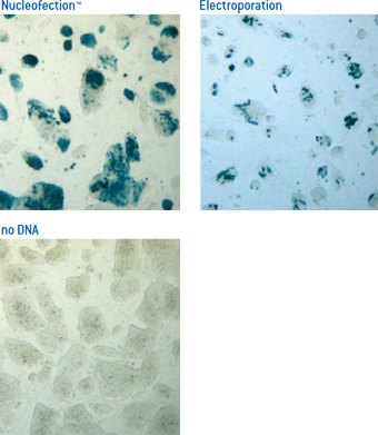 マウスES細胞へのNucleofection™とエレクトロポレーションとの比較