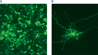 ラット神経幹細胞のNucleofection™