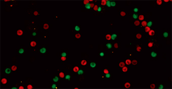 げっ歯類寄生するマラリアへのNucleofection™