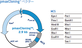 pmaxCloning™ ベクター