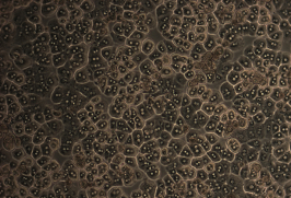 fresh_mouse_hepatocytes