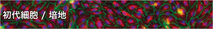 初代細胞 / 培地