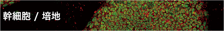 幹細胞 / 培地幹細胞/培地